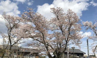 桜　お花見